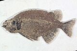 Elegant, Fossil Fish (Phareodus) - Wyoming #92864-1